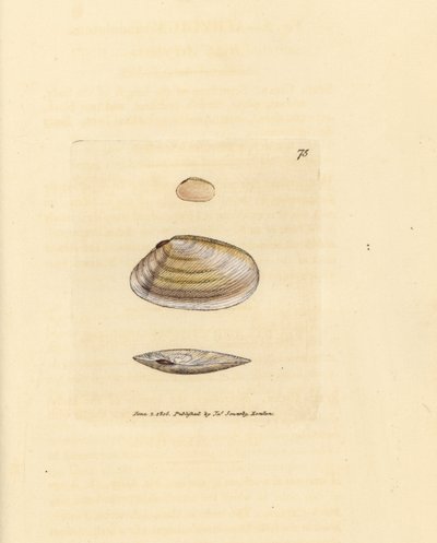 Cukierek Tellina Shell, Tellina similis. Miedzioryt ręcznie barwiony autorstwa Jamesa Sowerby