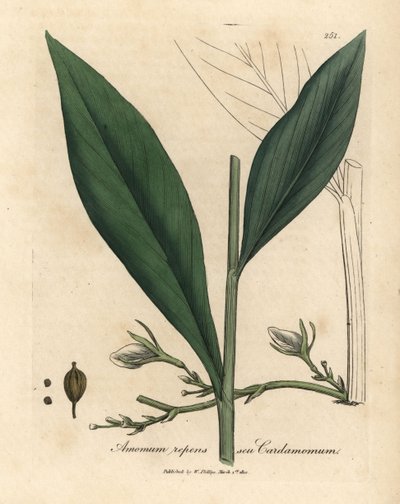 Kardamon, Elettaria cardamomum autorstwa James Sowerby