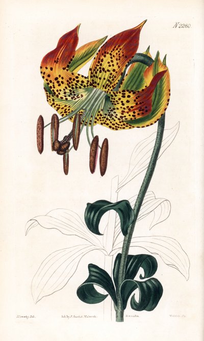 Karolina lilia - Karolina lilia, Lilium michauxii (Carolina martagon lilia, Lilium carolinianum). Miedzioryt ręcznie barwiony przez Weddella na podstawie ilustracji autorstwa Jamesa Sowerby