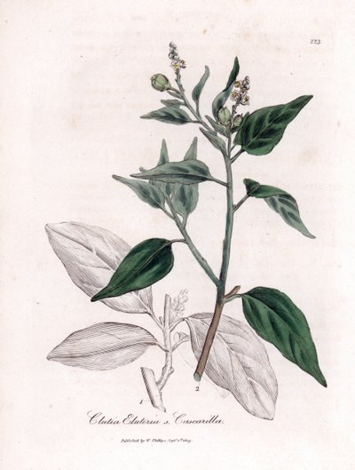 Cascarille officinale lub miękkie lub sztuczne drewno quinquina - Cascarilla, Croton (Clutia) eluteria. Ręcznie kolorowany miedzioryt z ilustracji botanicznej Jamesa Sowerby