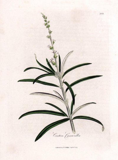 Cascarille officinale lub miękkie drewno lub sztuczna quinquina - Cascarilla, Croton eluteria. Ręcznie kolorowany miedzioryt z ilustracji botanicznej autorstwa Jamesa Sowerby
