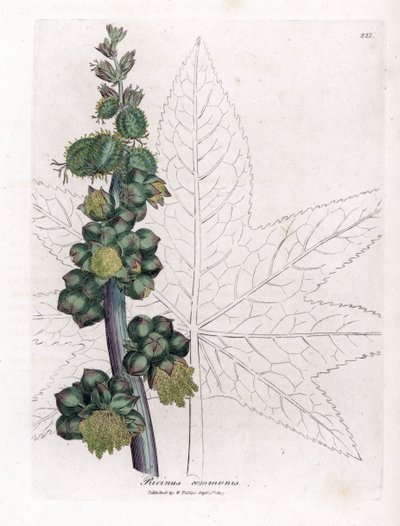 Rycynowy - Roślina olejku rycynowego, Ricinus communis. Ręcznie kolorowany miedzioryt z ilustracji botanicznej autorstwa Jamesa Sowerby