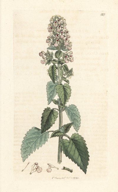 Kocimiętka, Nepeta cataria (cataire) Odręczny miedzioryt według ilustracji Jamesa Sowerby