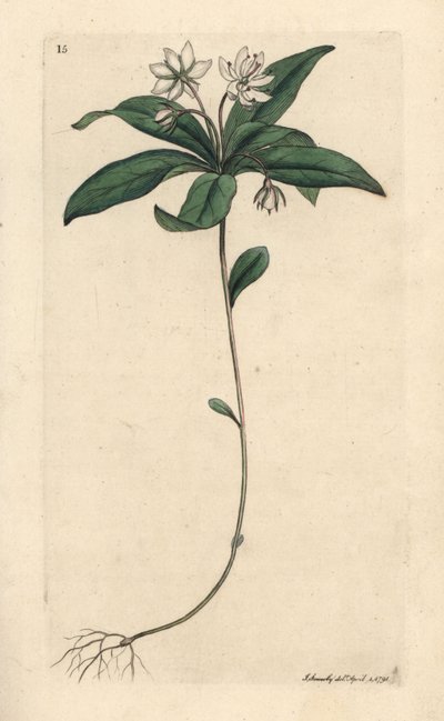 Chickweed winter-green, Lysimachia europaea (Trientalis europaea) (Trientale d