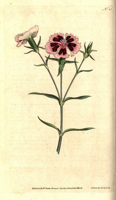 Goździk chiński - chiński różowy lub indyjski różowy, Dianthus chinensis. Ręcznie grawerowany miedzioryt i ilustracja botaniczna autorstwa Jamesa Sowerby