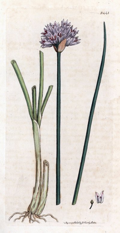 Szczypiorek (Allium schoenoprasum). Miedzioryt ręcznie kolorowany na podstawie ilustracji botanicznej autorstwa Jamesa Sowerby