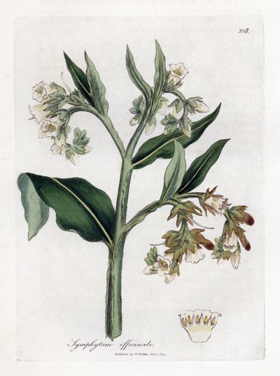 Żywokost lekarski - żywokost lekarski, Symphytum officinale. Ręcznie kolorowany miedzioryt z ilustracji botanicznej autorstwa Jamesa Sowerby