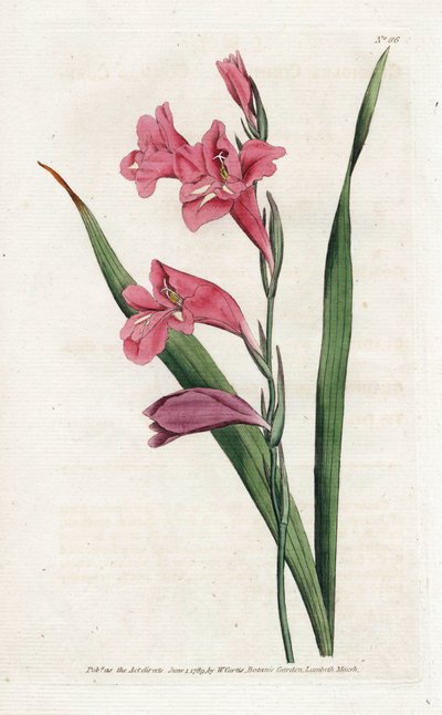 Common Glaieul - litografia Jamesa Sowerby