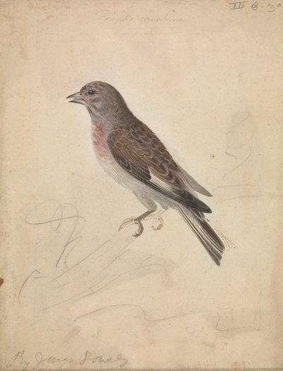 Pospolita Linnet autorstwa James Sowerby