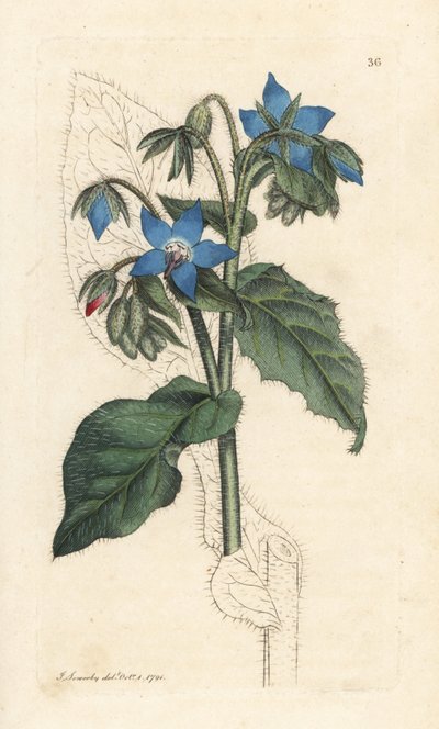 polish autorstwa James Sowerby