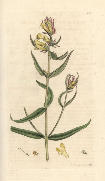 Krowa zwyczajna, Melampyrum pratense (Melampyre des pres, Millet Wood, Cochelet, Yellow savory) Ręcznie kolorowany miedzioryt według ilustracji Jamesa Sowerby