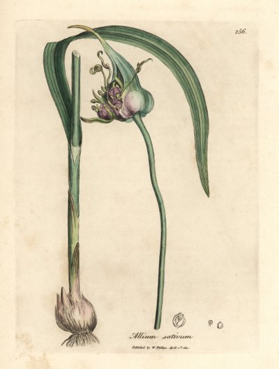 Powszechnie uprawiany czosnek, Allium sativum autorstwa James Sowerby