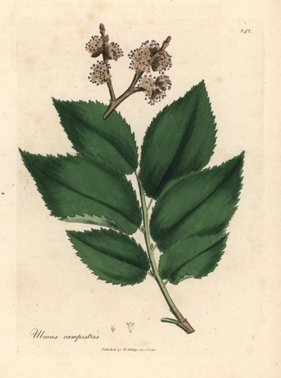 Wiąz pospolity, Ulmus plainstris autorstwa James Sowerby