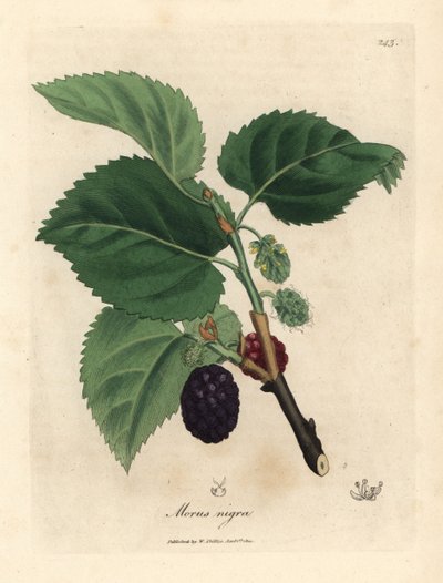 Drzewo morwy pospolitej, Morus nigra autorstwa James Sowerby