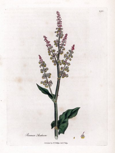Pospolity oseille lub duży szczaw - Szczaw ogrodowy, Rumex acetosa. Ręcznie kolorowany miedzioryt z ilustracji botanicznej autorstwa Jamesa Sowerby