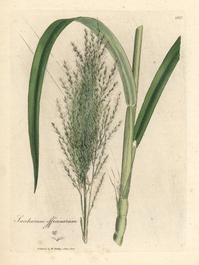 Pospolita trzcina cukrowa, cukrownia autorstwa James Sowerby