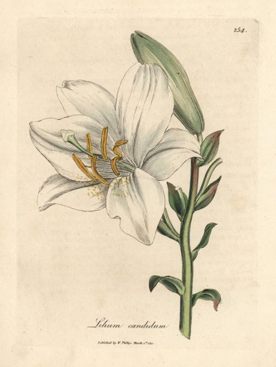 polish autorstwa James Sowerby