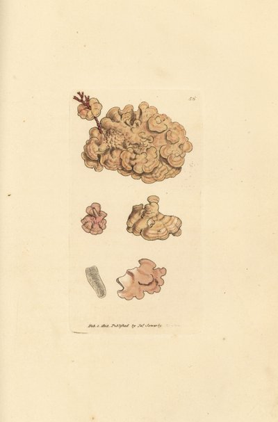 Espécie coralina, Corallina auriculariaeformis. (Cactus coralline, Halimedia opuntia?) Gravura em placa de cobre colorida à mão por James Sowerby de The British Miscellany, ou figuras coloridas de animais novos, raros ou pouco conhecidos.polonês autorstwa James Sowerby