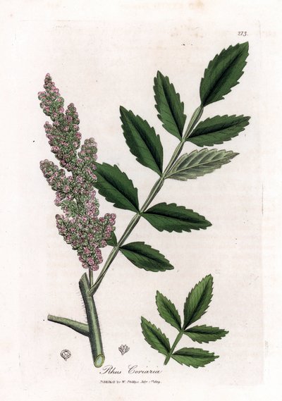 Corroyere lub sumak corroyeurs lub podróżników - sumak liściasty wiąz, Rhus coriaria. Ręcznie kolorowany miedzioryt z ilustracji botanicznej autorstwa Jamesa Sowerby