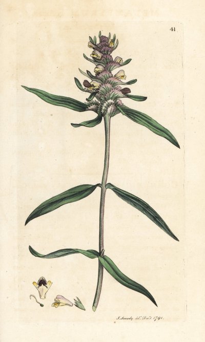 Czubata krowa, Melampyrum cristatum (Melampyre) Miedzioryt ręcznie barwiony na podstawie ilustracji Jamesa Sowerby