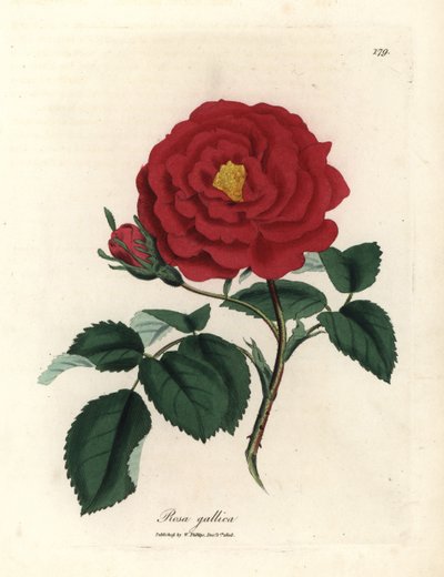 Karmazynowa róża lekarska, Rosa gallica autorstwa James Sowerby