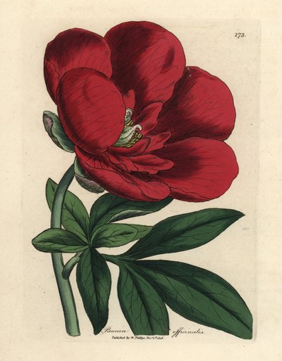 polish autorstwa James Sowerby