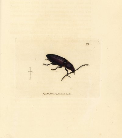 Chrząszcz Ctenicera cuprea (Elater chalybeus). Miedzioryt ręcznie barwiony autorstwa Jamesa Sowerby