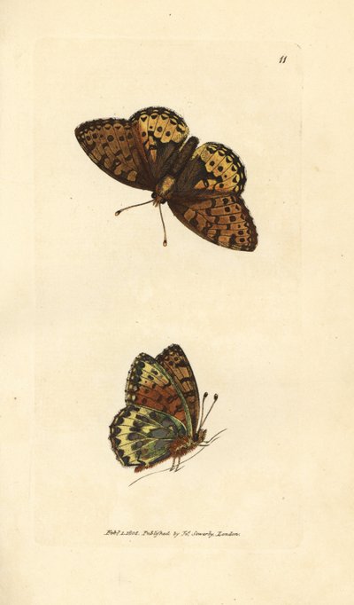 Ciemnozielona fritillary, Argynnis aglaia (motyl Charlotte, Papilio charlotta). Miedzioryt ręcznie barwiony autorstwa Jamesa Sowerby