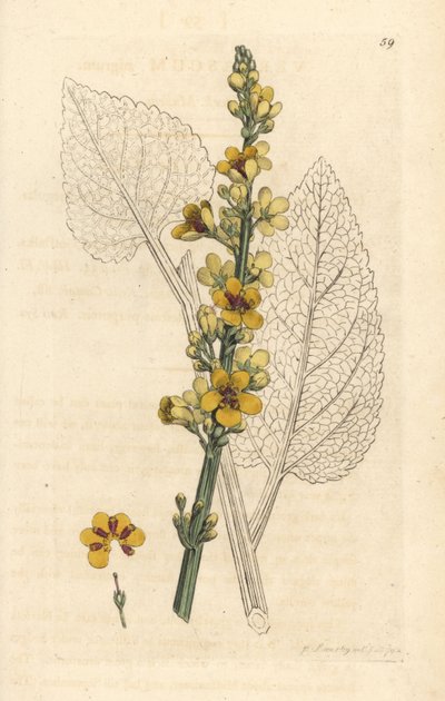 Verbasum nigrum (preto molene) Gravura em placa de cobre colorida à mão após uma ilustração de James Sowerby de James Smith