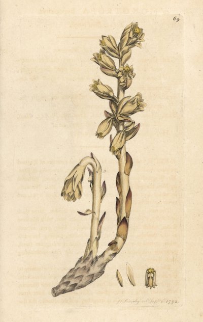 Fajka holenderska, Monotropa hypopitys (Żółte ptasie gniazdo, Monotropa hypopithys) (Aristoloche) Ręcznie kolorowany miedzioryt według ilustracji Jamesa Sowerby