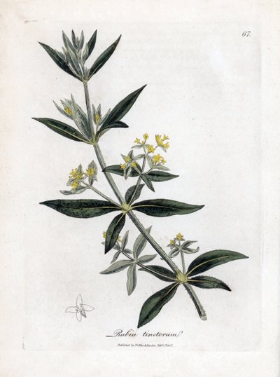 Szaleniec Dyera, Rubia tinctorum. Ręcznie kolorowany miedzioryt z ilustracji botanicznej autorstwa Jamesa Sowerby
