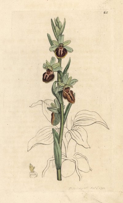 Wczesna orchidea pająka, Ophrys sphegodes (storczyk pająka, Ophrys aranifera). Miedzioryt ręcznie kolorowany według ilustracji autorstwa Jamesa Sowerby