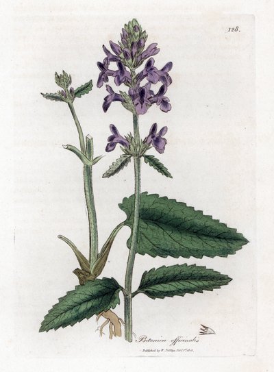 Epiary officinale lub betoine - Wood betony, Stachys officinalis. Ręcznie kolorowany miedzioryt z ilustracji botanicznej autorstwa Jamesa Sowerby