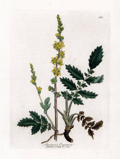 Eupatory sour - Agrimony, Agrimonia eupatoria. Gravura em placa de cobre colorida à mão de uma ilustração botânica de James Sowerby de William Woodville e Sir William Jackson Hooker