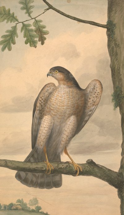 Krogulec zwyczajny autorstwa James Sowerby