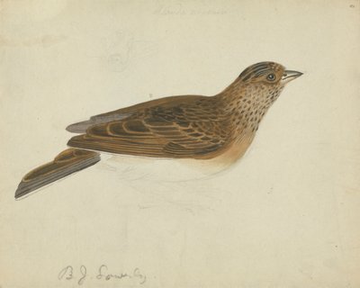 Skowronek zwyczajny autorstwa James Sowerby