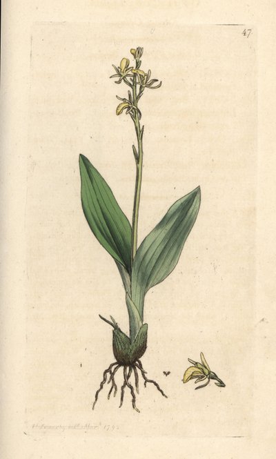 Storczyk torfowiskowy, Liparis loeselii (Dwarf ophrys, Ophrys loeselii). Miedzioryt ręcznie kolorowany według ilustracji autorstwa Jamesa Sowerby