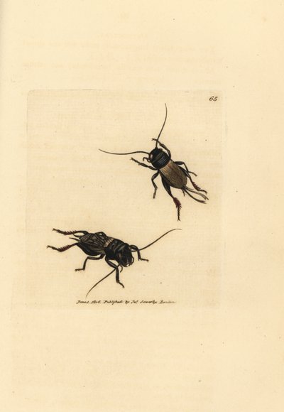 Świerszcz polny, Gryllus campestris (Accheta campestris). Miedzioryt ręcznie barwiony autorstwa Jamesa Sowerby