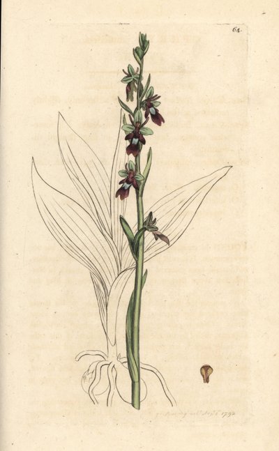 Storczyk muchowy, Ophrys insectifera (storczyk muchowy, Ophrys muscifera). Miedzioryt ręcznie kolorowany według ilustracji autorstwa Jamesa Sowerby