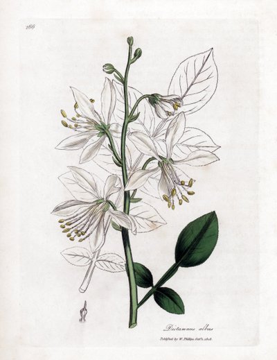 Fraxinelle - Fraxinella branca ou basard dittany, Dictamnus albus. Gravura em placa de cobre colorida à mão de uma ilustração botânica de James Sowerby de William Woodville e Sir William Jackson Hooker