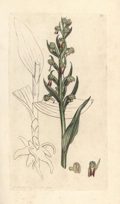 Storczyk żaba, Dactylorhiza viridis (żaba satyrion lub storczyk, satyrium viride). Miedzioryt ręcznie kolorowany według ilustracji autorstwa Jamesa Sowerby