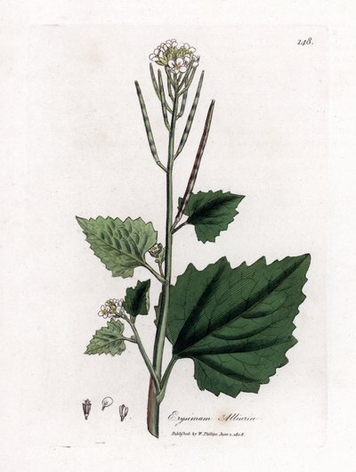 Musztarda czosnkowa, Alliaria petiolata. Ręcznie kolorowany miedzioryt z ilustracji botanicznej autorstwa Jamesa Sowerby