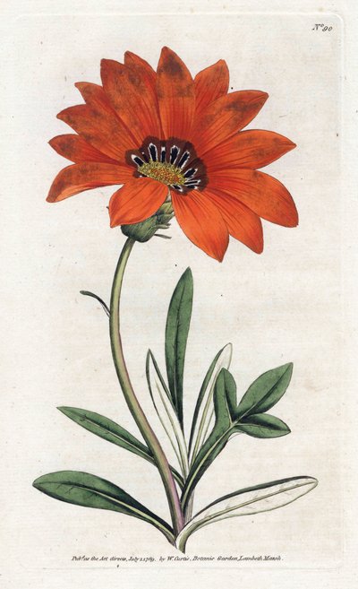 Gazania (gazania) stroma - litografia Jamesa Sowerby