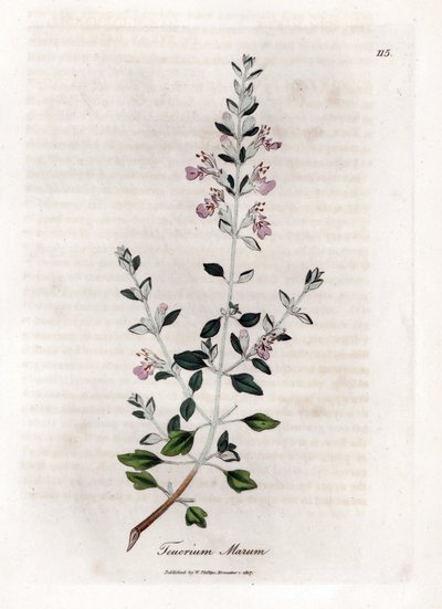 Germandree marum lub germandree kotów - tymianek koci, Teucrium marum. Ręcznie kolorowany miedzioryt z ilustracji botanicznej autorstwa Jamesa Sowerby