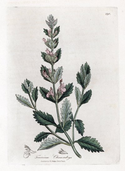 Germandree petit dąb - Germandree, Teucrium chamaedrys. Ręcznie kolorowany miedzioryt z ilustracji botanicznej autorstwa Jamesa Sowerby