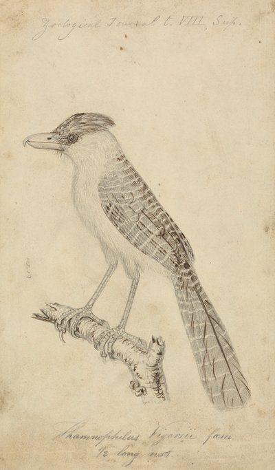 Gigantyczny Antshrike autorstwa James Sowerby