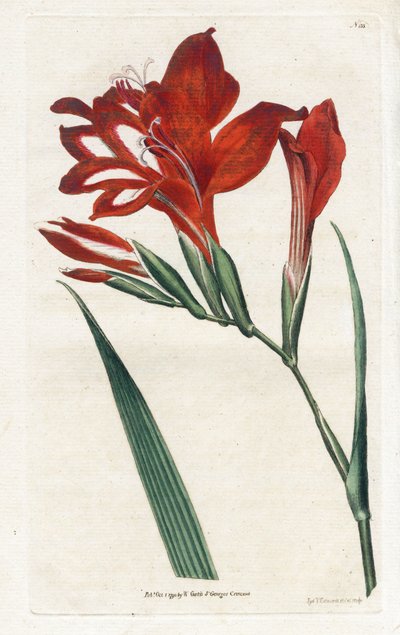 polish autorstwa James Sowerby