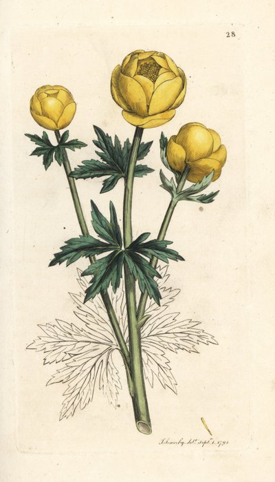 Kwiat kuli ziemskiej, Trollius europaeus. Miedzioryt ręcznie kolorowany według ilustracji autorstwa Jamesa Sowerby