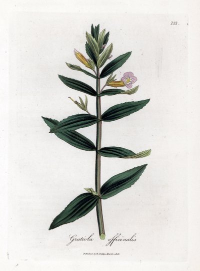 Gratiole officinale - Hedge-hyzop, Gratiola officinalis. Ręcznie kolorowany miedzioryt z ilustracji botanicznej autorstwa Jamesa Sowerby