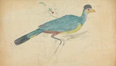 Wielki Niebieski Turako autorstwa James Sowerby